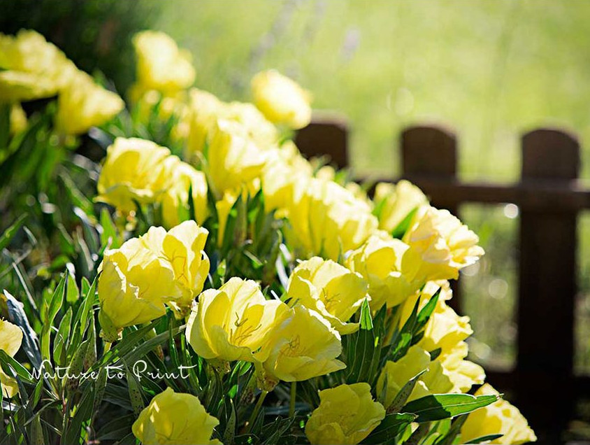 Niedrige Polster-Nachtkerze Missouri, Expertin für trockene, sonnige Standorte