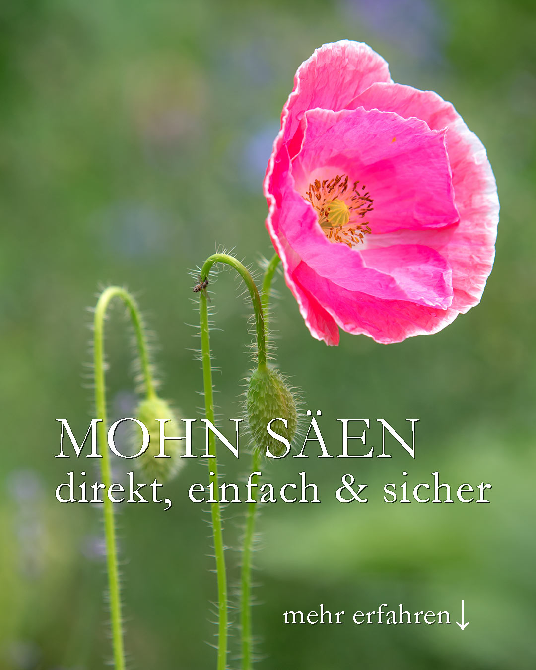 Mohn säen, direkt ins Beet und jetzt im Herbst

Er ist wieder da. Man schaut und staunt weil jetzt überall im Garten Mohnsämlinge auftauchen und Staudenmohn ist auch schon seit vier Wochen wieder da. Ist das normal? Ja, sicher!

Jetzt ist eine gute Zeit, Mohn an Ort und Stelle zu säen. Die Erde ist noch warm und hält die Feuchtigkeit. Das sind viel bessere Bedingungen, als im Frühling.

So geht's:

+ Unkraut jäten / Beet gut vorbereiten
+ Mohnsamen sind fein und leicht, daher an einem windstillen Tag breitwürfig oder punktuell säen
+ Samen nicht abdecken, sondern ggf. nur leicht andrücken
+ während einer Regenperiode säen, denn:

+++ Frost schadet nicht, Trockenheit schon.

Sämlinge (und Samen) überdauern den Winter unbeschadet.

+ Wenn Sämlinge zu dicht auflaufen, frühzeitig versetzen. Mohn mag nicht versetzt werden.
+ oder zu dicht wachsende Sämlinge verziehen (rausziehen).

Hinweis:
Nur an der Pflanze gereifter Samen keimt.

Welcher Mohn? Egal. Klatschmohn, Goldmohn, Islandmohn, Seidenmohn … Jeder Mohn begeistert Bienen, Hummeln und Blumenfreunde.

Im Blog: Mohn nach der Blüte schneiden, säen und pflegen
https://www.wo-blumenbilder-wachsen.de/mohn-nach-der-bluete-schneiden/

Kurzlink: https://www.insbeet.de/mohn_aussaat

#mohn #klatschmohn #poppies #blüten #gartentipp #pflanzenliebe #naturgarten #gartentipps #gärtnern #gartentipps #blütentraum #poppy #bienenweide #insekten #blumenbeet #blumengarten #blumenliebe #gartenfragen #pflanzenwissen #saatgut #lebenmitblumen #blumenmachenglücklich #aussaat #gartenwissen #gartenblogger #lebenmitblumen #lumixphotography