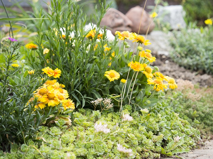 Kleine Kokardenblume blüht entlang der Gartentreppe und begleitet Taglilien, Sedum und Astern
