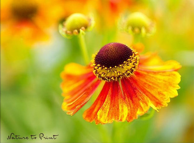Blumenbild auf Leinwand "Tanz der Sonnenbraut"