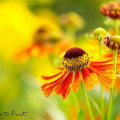 Sonnenbraut Helenium Rot-Gold-Hybride im Garten von Nature to Print
