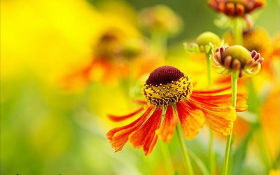 Die Sonnenbraut: leichte Aussaat – lange Blütenpracht.