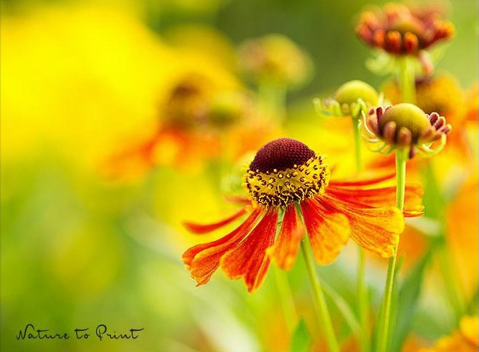 Sonnenbraut Helenium Rot-Gold-Hybride im Garten von Nature to Print