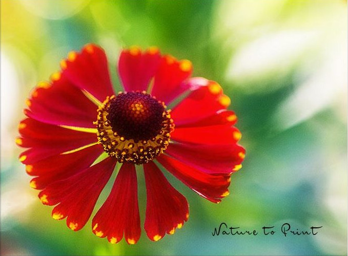 Sonnenbraut Helenium mit roter Blüte