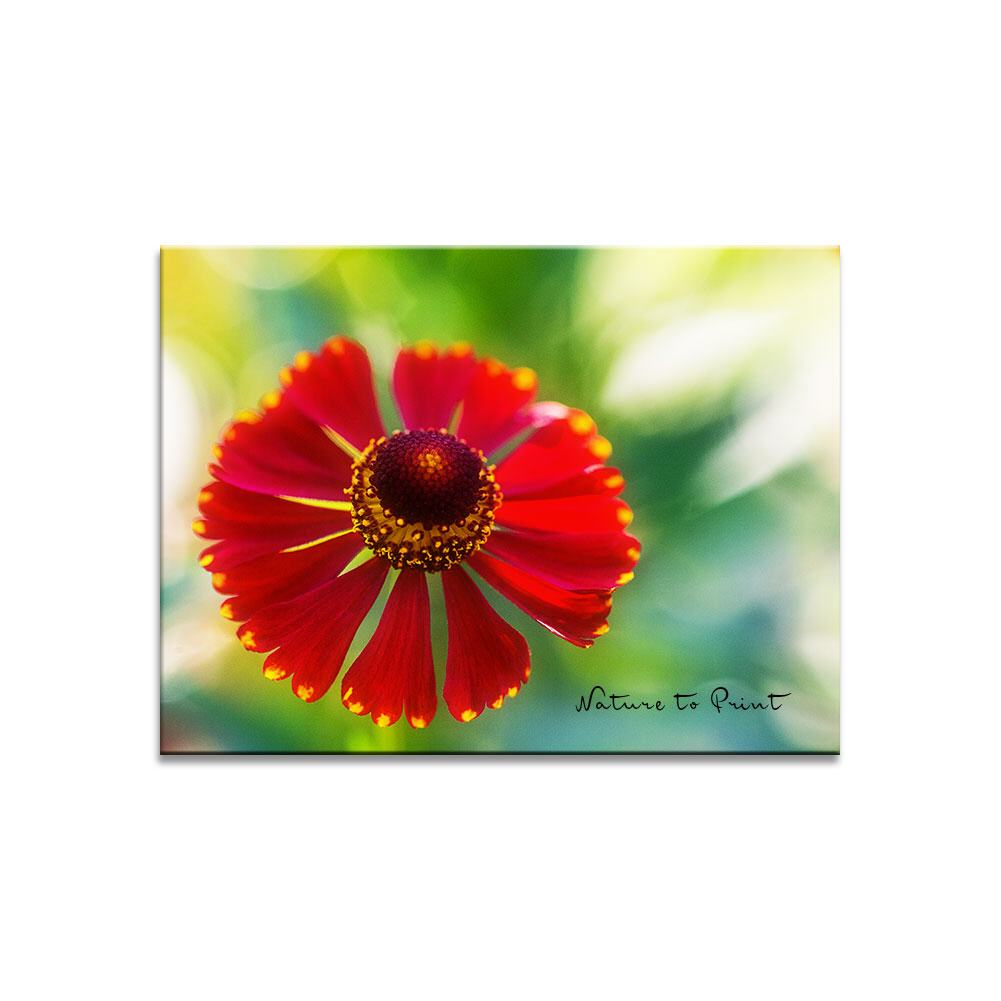 Sonnenbraut Helenium mit roter Blüte