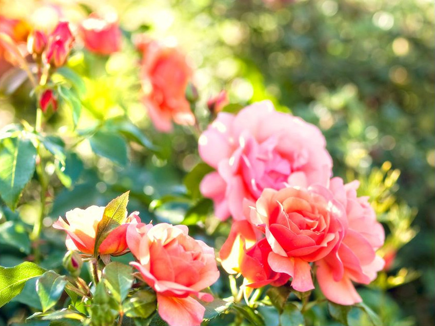 Herbstdünger macht Rosen widerstandsfähig und winterfest Herbstdünger macht Rosen widerstandsfähig und winterfest
