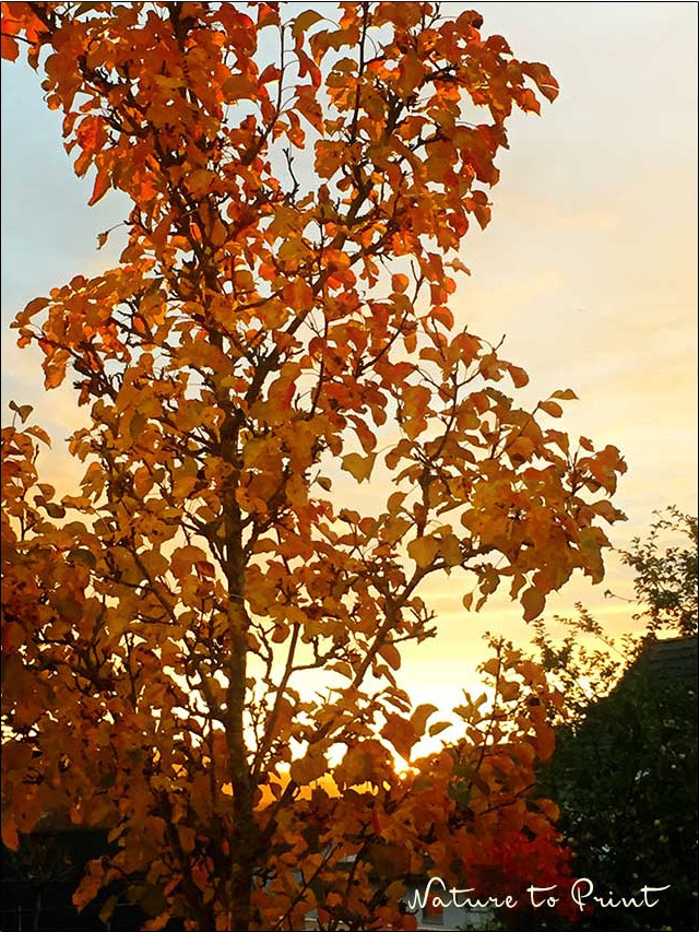 Chinesische Wildbirne oder Stadtbirne im roten Herbstkleid im November