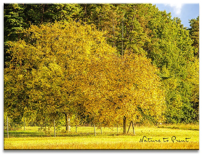 Zum Vergleich: Die beiden Walnussbäume im Oktober 2016.