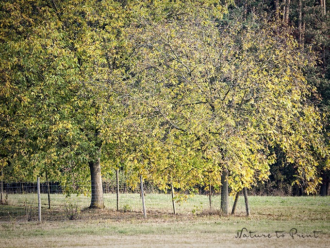 Zwei Walnussbäume im goldenen Oktober