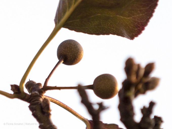 Unscheinbare Früchte der Chinesischen Wildbirne - Pyrus calleryana Chanticleer