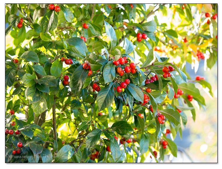 Gelassen gärtnern mit Bäumen. Einmal gepflanzter Apfeldorn braucht kaum Pflege, macht aber viel Freude und nährt Vögel.