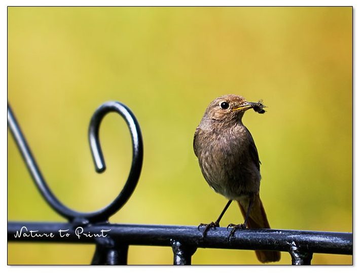 Gelassen gärtnern, Frau Gartenrotschwanz hilft und füttert ihre Kinder mit Fliegen und anderen Plagegeistern