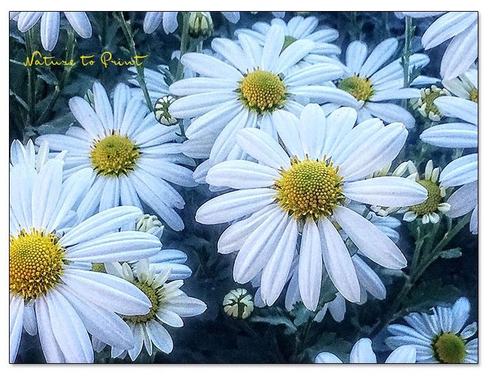 Gelassen gärtnern mit pflegeleichten Stauden wie der schönen Herbstmargerite