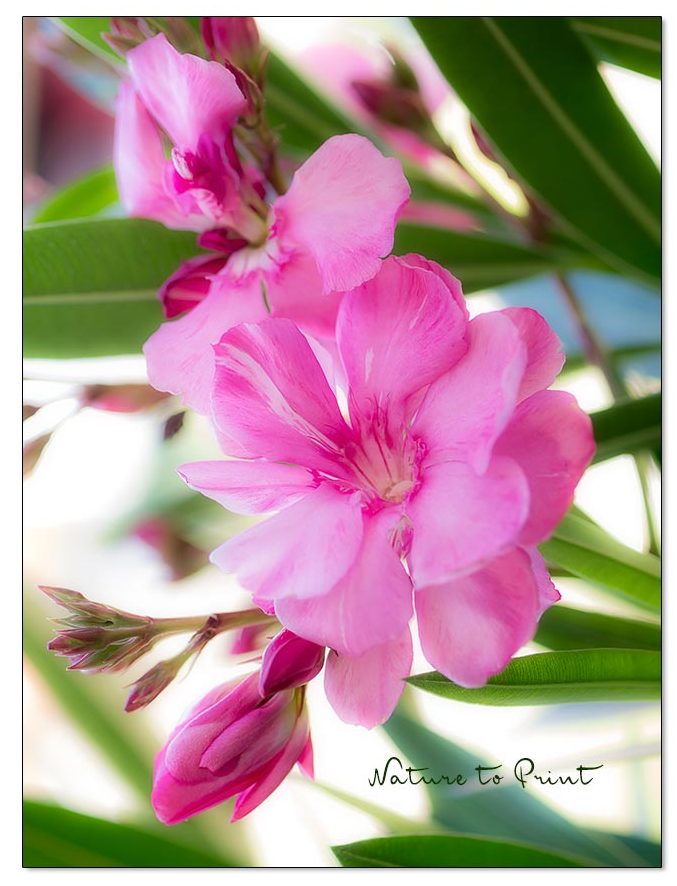 Oleander kann bis minus 5 Grad draußen überwintern.