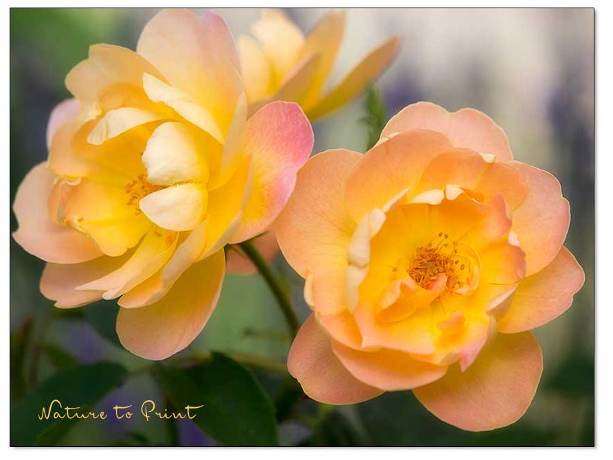 Strauchrose The Lark Ascending 