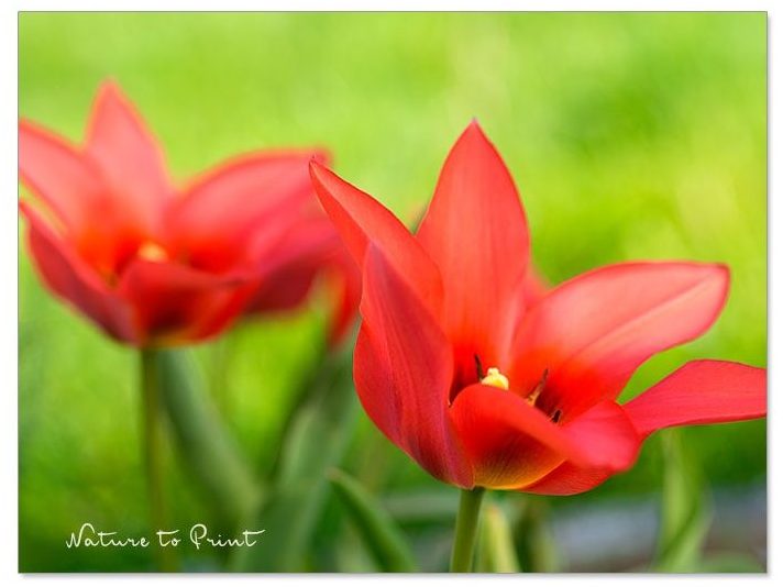 Geruhsames Gärtnern mit Wildtulpen