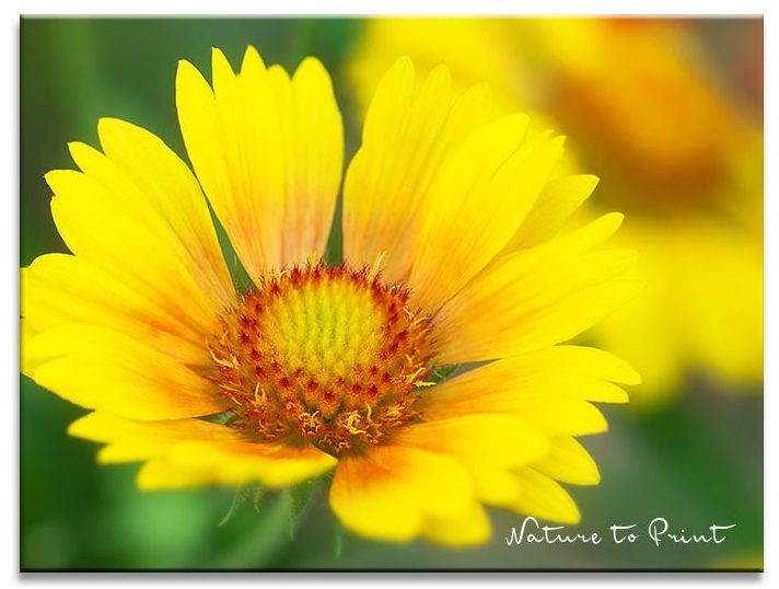Fröhliche Kokardenblumen blühen bis zum Frost