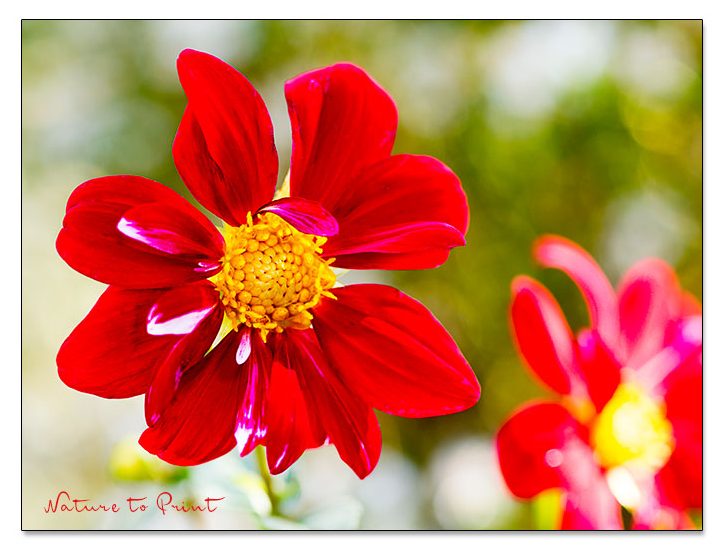 Rote Dahlie mit einfacher Blüte. 