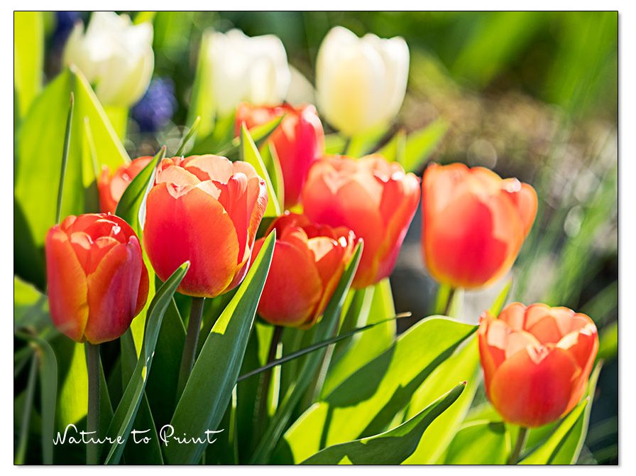 Tulpen können bis Januar gepflanzt werden
