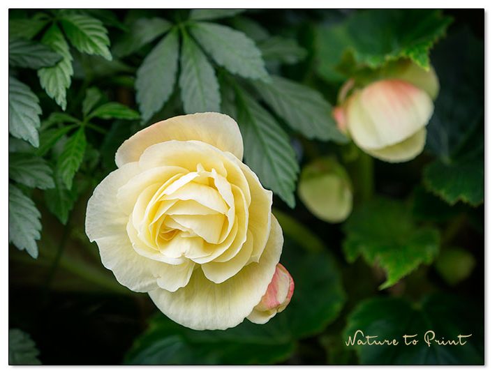 Knollenbegonien vorziehen, pflegen und überwintern