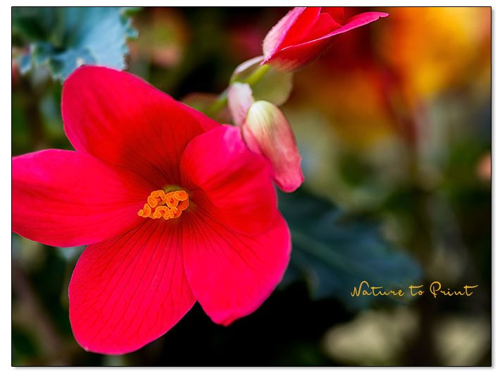 Rote Begonie mit einfacher Blüte blüht im Schatten