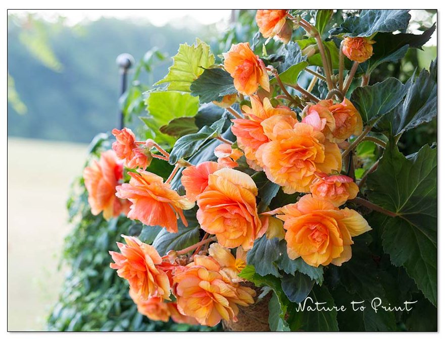 Gefüllte Knollenbegonie im feurigen Orange blüht überreich