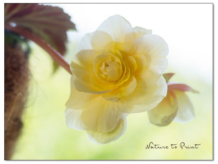 Eine cremeweiße, duftende Knollenbegonie leuchtet besonders schön in ihrem Hanging Basket auf der Schattenterrasse