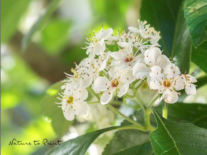 So hübsch blüht der Apfeldorn / Crataegus × lavallei
