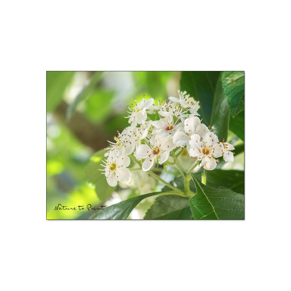 So hübsch blüht der Apfeldorn / Crataegus × lavallei