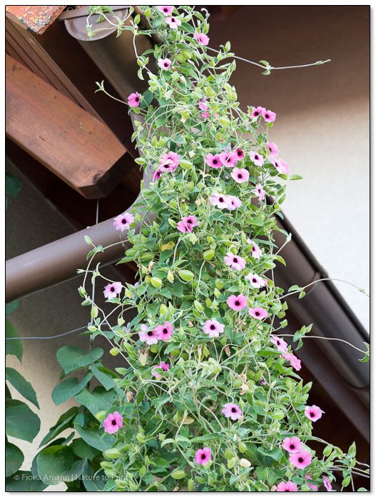 Rosa Schwarzäugige Susanne klettert bis zum Dach und darüber hinaus.