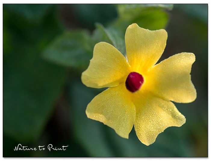 Schwarzäugige Susanne mit gelber Blüte