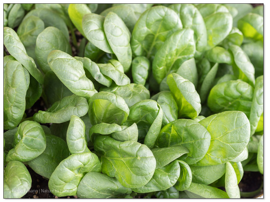 Frischer Spinat aus eigener Ernte.pfgarten ist ideal für Pfannengericht Spinatnudeln