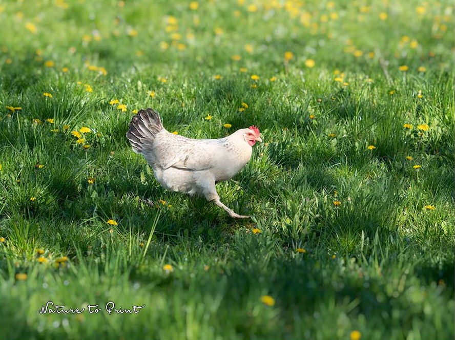 Schnecken bekämpfen auf natürliche Art: mit Hühnern! Glücklich ist, wer Hühner im Garten hat.