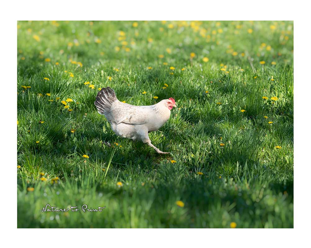Schnecken bekämpfen auf natürliche Art: mit Hühnern! Glücklich ist, wer Hühner im Garten hat.
