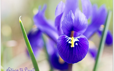 Frühbeet, Anzuchthaus und coole Kisten für Aussaat & Jungpflanzen
