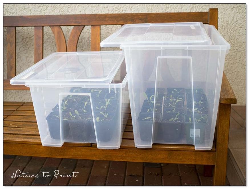 Sommerblumen säen mal ganz praktisch. Die Aufbewahrungskisten mit Deckel sind preiswert und ersetzen im April und Mai ein Frühbeet