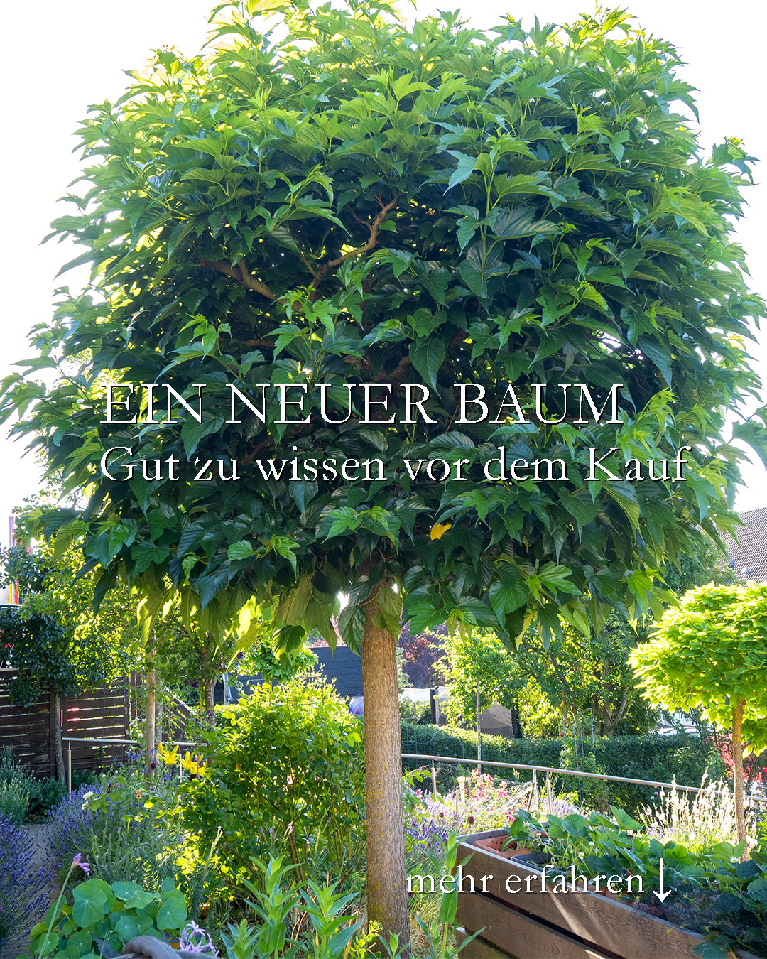 Ein neuer Baum für den Garten. Gut zu wissen vor dem Kauf!

Endlich Schatten selber machen. Mit einem Baum. Gute Idee. Doch worauf bei der Auswahl achten?

+++ Standort, sonnig oder schattig?
+++ Boden, neutral oder sauer?
+++ Lage, windig oder geschützt?
+++ Klimazone
+++ Platz, frei oder begrenzt durch Gebäude / Grenze?
+++ Wuchshöhe und Wuchsform. Darf er ein bisschen höher werden oder lieber durch Wuchsform (Säule, Hängeform, Kugelbaum) begrenzt.

Auswahlkriterien:

+++ Kommt der neue Baum mit dem Klimawandel zurecht?
+++ Zukunftsbäume vertragen Hitze und Trockenheit.
+++ Nutzen für heimische Tiere (Vögel, Insekten)

+ Robust oder empfindlich?
+ winterhart oder frostgefährdet?
+ Blütenfarbe und Blütezeit
+ Fruchtschmuck
+ Herbstfärbung

Ist es besser einen neuen Baum vor Ort zu kaufen oder im Internet zu bestellen?

Ich bevorzuge den Kauf in einer guten regionalen Baumschule.

+++ Beste Auswahl
+++ Echte Beratung vom Profi anstatt nur von einem Verkäufer oder gar von einer KI
+++ Lieferung bis in den Garten
++++ Pflanzservice. Mit Wurzelballen sind Bäume unfassbar schwer! Pfähle einschlagen ist auch Schwerstarbeit.

Sicher ist sicher - denn Bäume sind wertvoll und (inzwischen) richtig teuer.

Im Blog: Ein neuer Baum für den Garten und seine Auswahlkriterien
https://www.wo-blumenbilder-wachsen.de/neuer-baum-fuer-den-garten/

Kurzlink: https://www.insbeet.de/Baum_finden

23 kleine Bäume für den kleinen Garten
https://www.wo-blumenbilder-wachsen.de/kleine-baeume-fuer-kleinen-garten/

Kurz: https://www.insbeet.de/Kleine_Baeume

#bäume #garten #gartenwissen #pflanzen #trees #gartentipps #hausbaum #klimawandel #gartengestaltung #gartenblog #klimaschutz #baum #umwelt #klimaschutz #gartenbäume #naturschutz #bienenweide #klima #meingarten #baumliebe #zukunftsbaum #zukunftsplanze #natur #zukunft #naturliebe