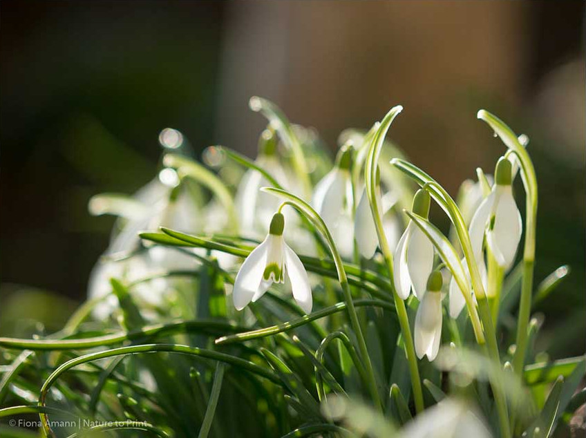 Schneeglöckchen vermehren ohne arm zu werden.