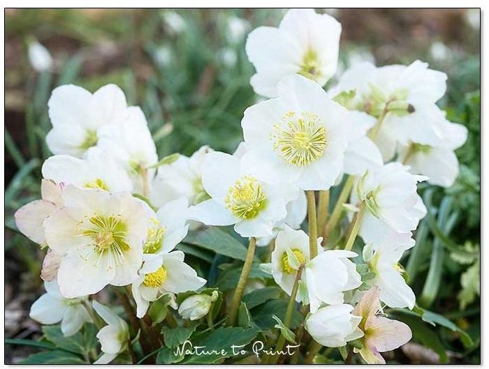 Schneckenresistente Staude: Christrose / Schneerose im Garten