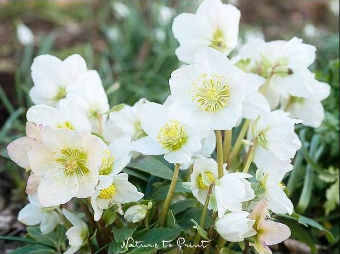 Schneckenresistente Staude: Christrose / Schneerose im Garten 