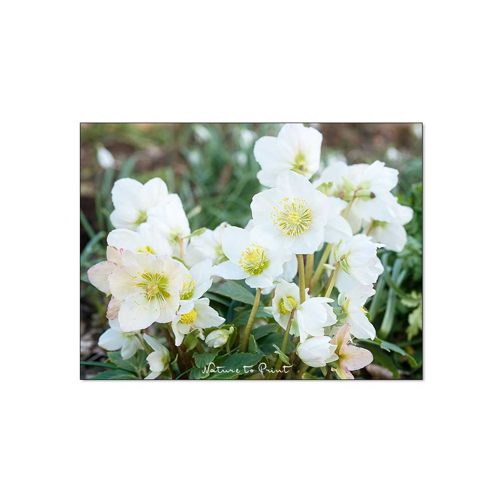 Blumenbild Weiße Christrose im Garten von Nature to Print