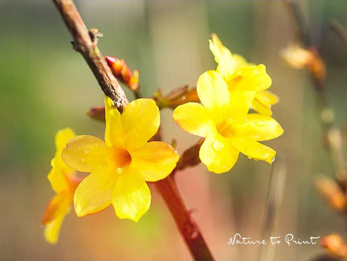 Echter Jasmin. Eine Bienenweide, die bereits im Winter blüht Bienen retten | Frühlingserwachen mit Jasmin