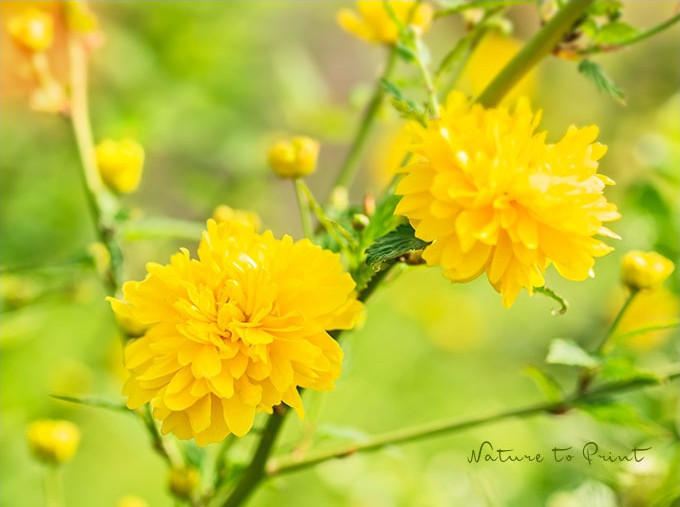 Ranunkelstrauch, Japanische Kerrie im Garten von Nature to Print