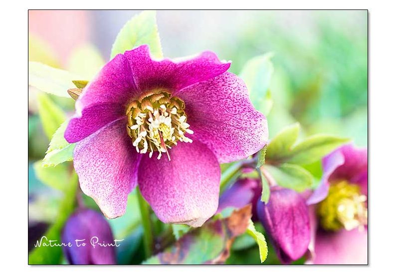 Lenzrosen. Mythen & echtes Pflanzenwissen über Helleborus