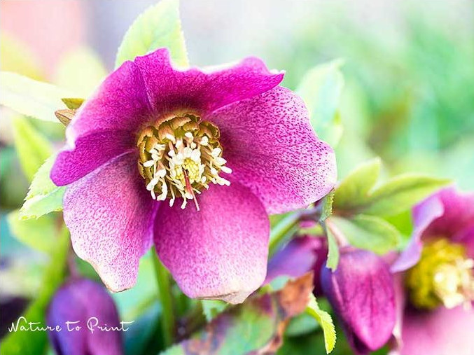 Blumenbild auf Leinwand Helleborus orientalis,