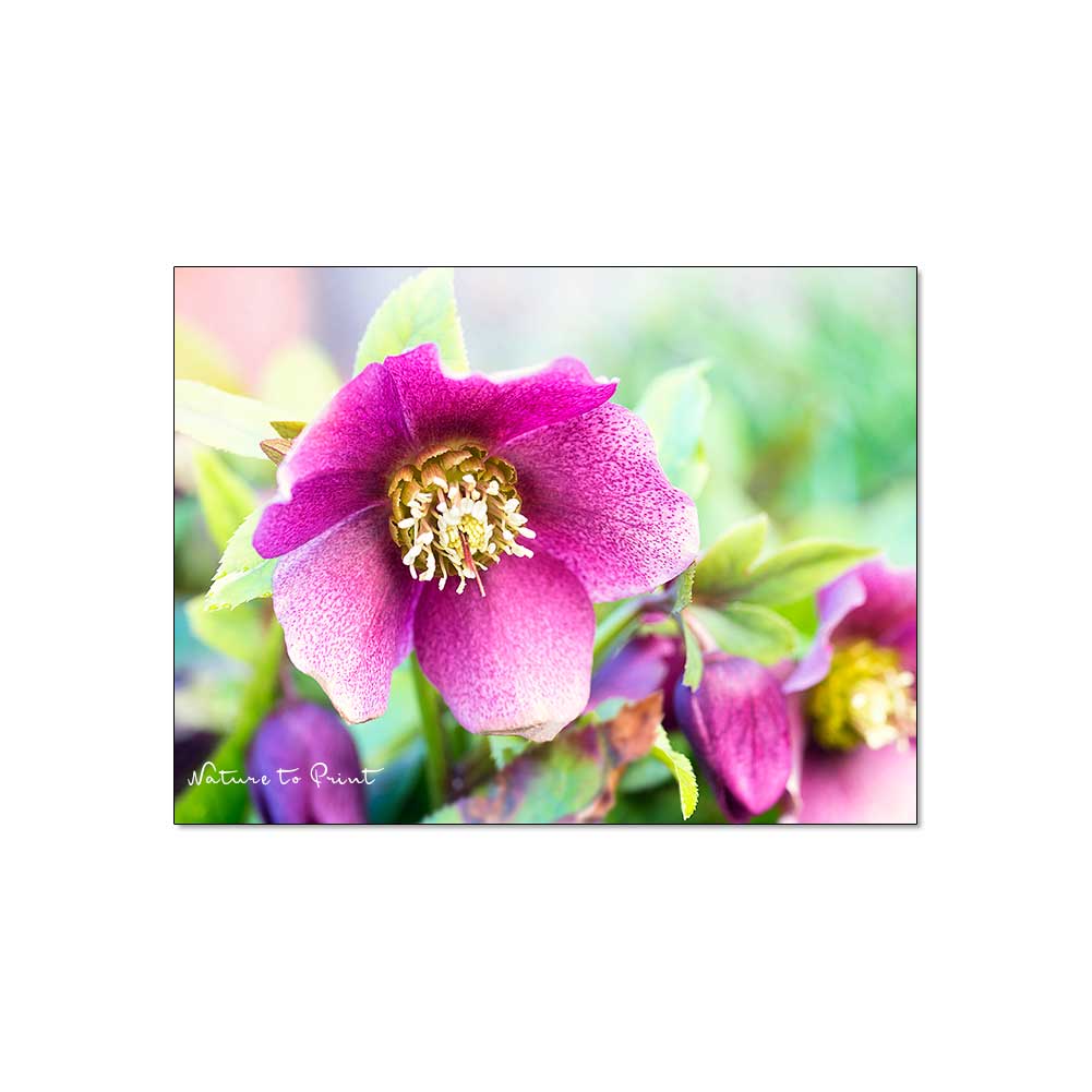 Blumenbild Helleborus, rote Lenzrose