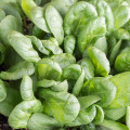 Spinat im Blumenkasten. Säen und ernten in Rekordzeit. 17 Spinat im Blumenkasten - in 6 Wochen erntereif