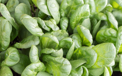 Spinat im Blumenkasten. Säen und ernten in Rekordzeit.