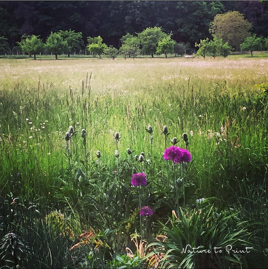 Garten mit Aussicht auf auf den Lindelberg. Ameisen vertreiben und erfolgreich umsiedeln