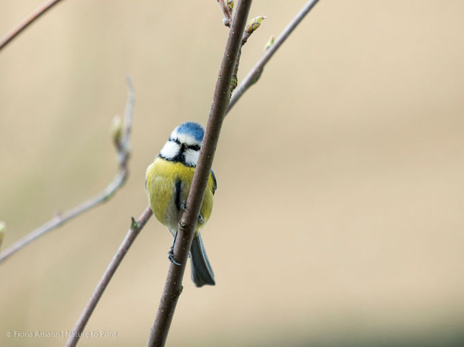 Blaumeise in der Mehlbeere